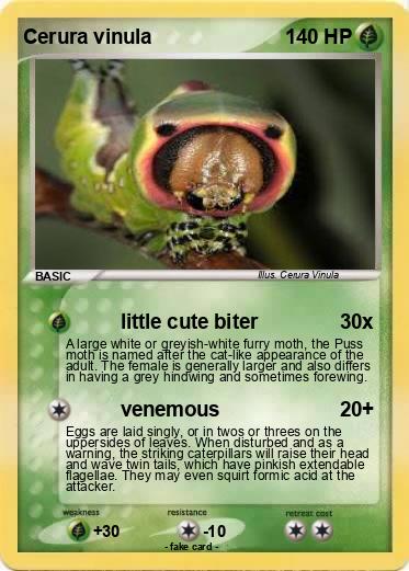 Pokemon Cerura vinula