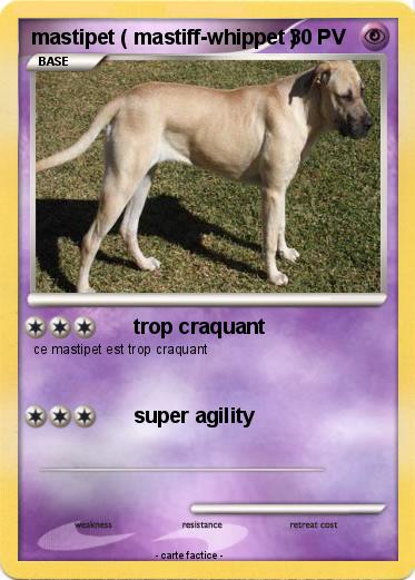 Pokemon mastipet ( mastiff-whippet )