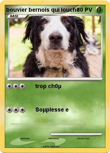 Pokemon bouvier bernois qui louche