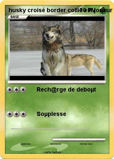 Pokemon husky croisé border collie est joueur