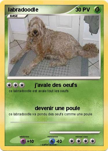 Pokemon labradoodle