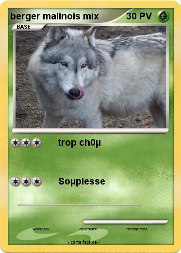 Pokemon berger malinois mix