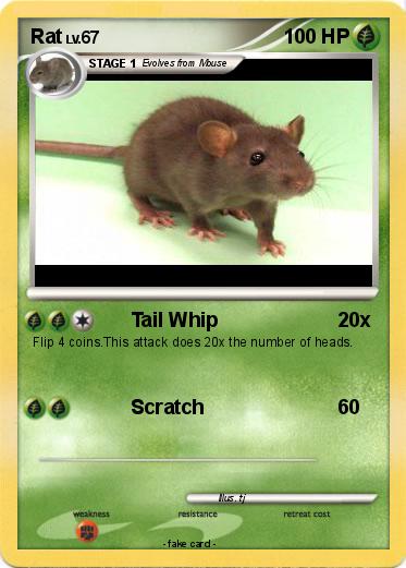 Pokemon Rat