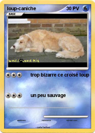 Pokemon loup-caniche