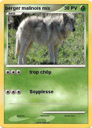 Pokemon berger malinois mix