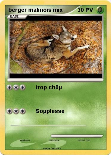 Pokemon berger malinois mix