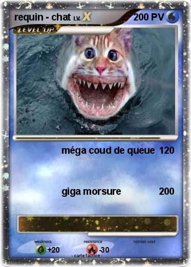 Pokemon requin - chat