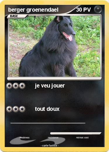 Pokemon berger groenendael