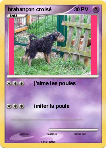 Pokemon brabançon croisé
