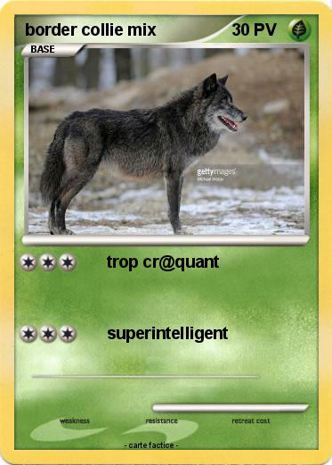 Pokemon border collie mix