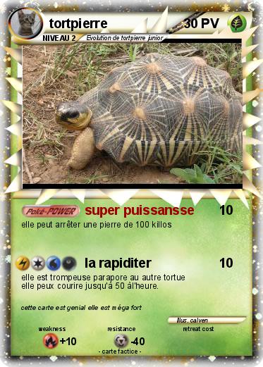 Pokemon tortpierre
