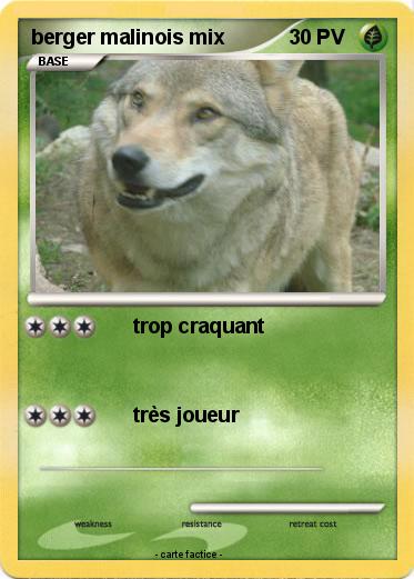 Pokemon berger malinois mix