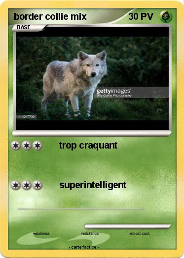 Pokemon border collie mix