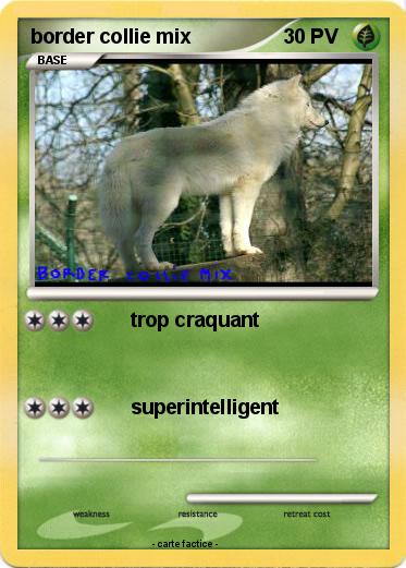 Pokemon border collie mix