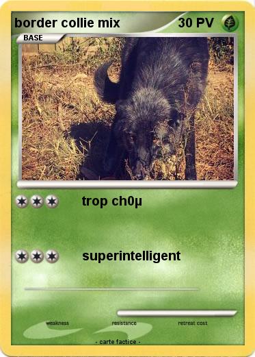 Pokemon border collie mix
