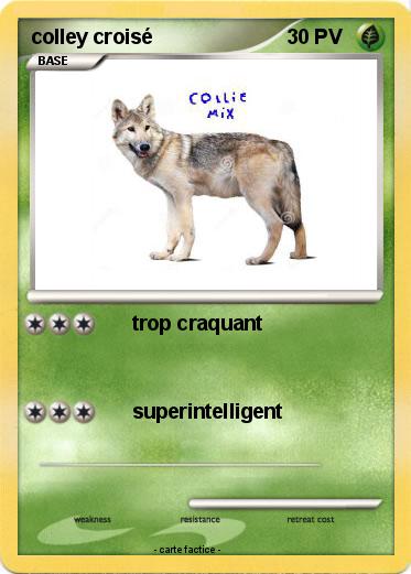 Pokemon colley croisé