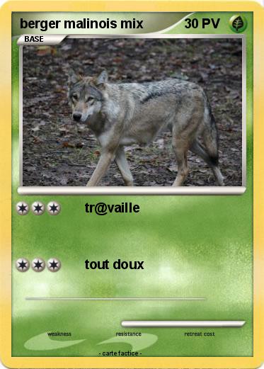 Pokemon berger malinois mix