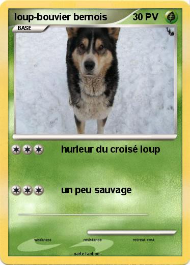 Pokemon loup-bouvier bernois