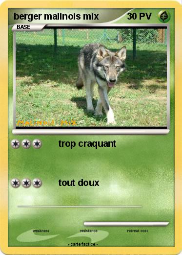 Pokemon berger malinois mix