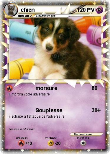 Pokemon chien