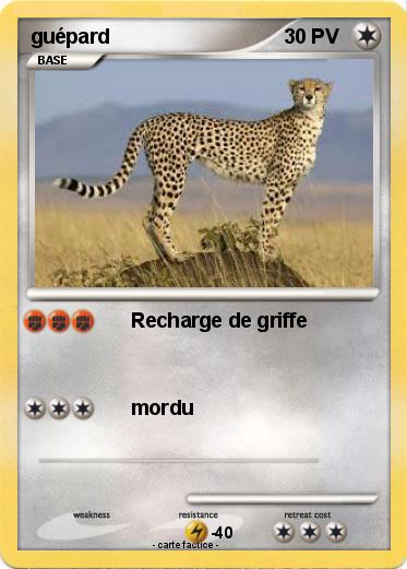 Pokemon guépard