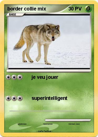 Pokemon border collie mix