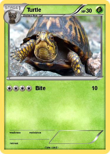 Pokemon Turtle