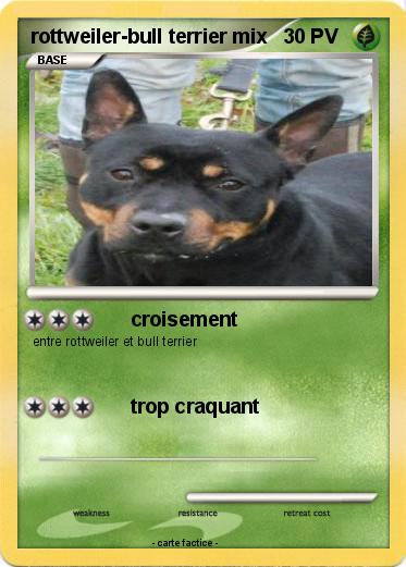 Pokemon rottweiler-bull terrier mix