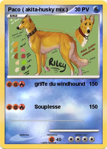 Pokemon Paco ( akita-husky mix )