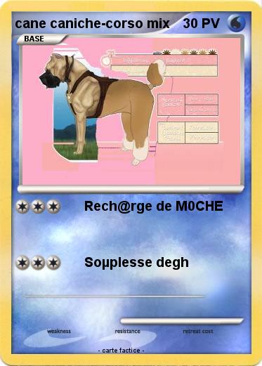 Pokemon cane caniche-corso mix