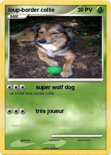 Pokemon loup-border collie