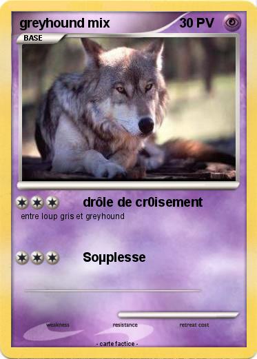 Pokemon greyhound mix