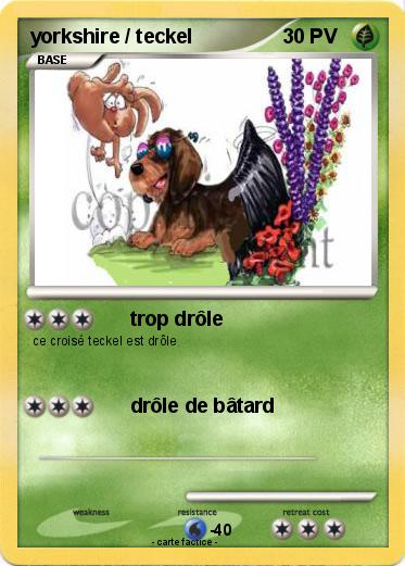 Pokemon yorkshire / teckel