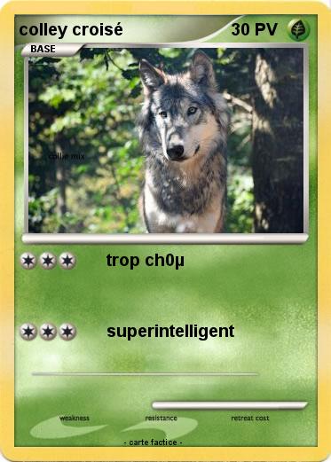 Pokemon colley croisé