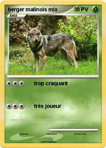 Pokemon berger malinois mix
