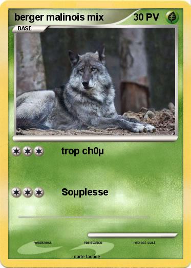 Pokemon berger malinois mix