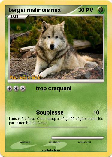 Pokemon berger malinois mix