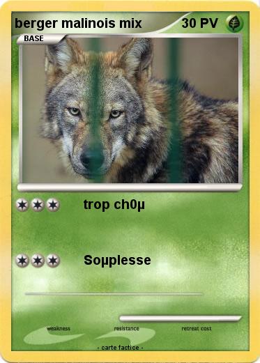 Pokemon berger malinois mix