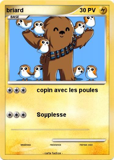 Pokemon briard