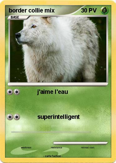 Pokemon border collie mix