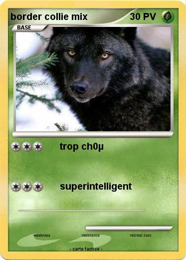 Pokemon border collie mix
