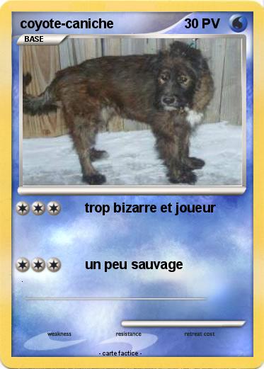 Pokemon coyote-caniche