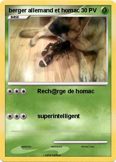 Pokemon berger allemand et homac