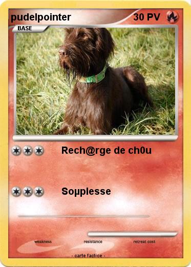 Pokemon pudelpointer