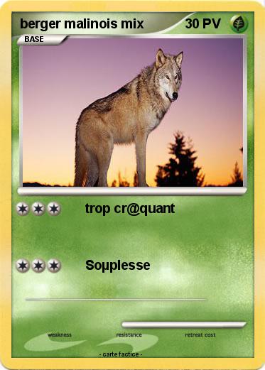 Pokemon berger malinois mix