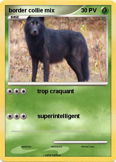 Pokemon border collie mix