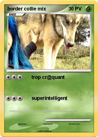 Pokemon border collie mix