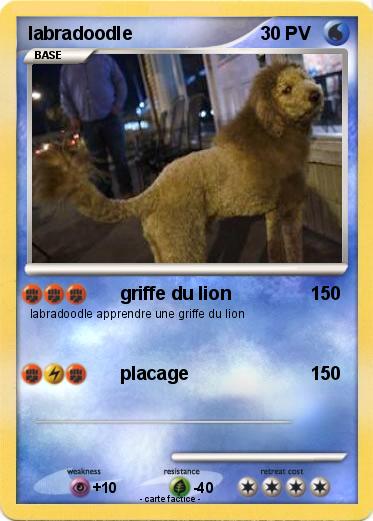 Pokemon labradoodle