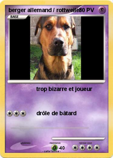 Pokemon berger allemand / rottweiler