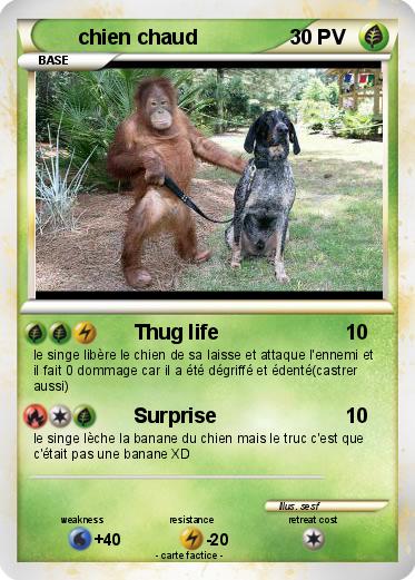 Pokemon chien chaud